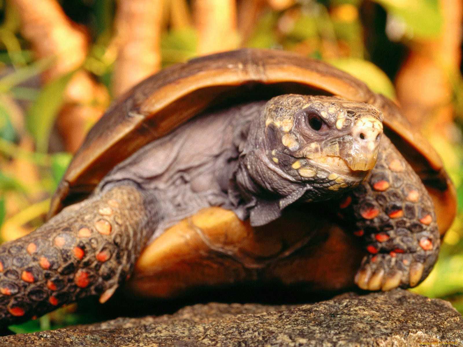 red, foot, tortoise, , 